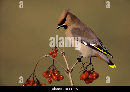 Bohemian Waxwing (Bombycilla garrulus) su i frutti di un albero con le palle di neve Foto Stock