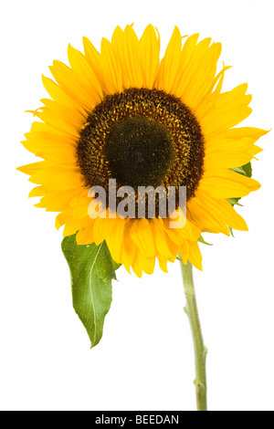 Girasole con sfondo bianco Foto Stock