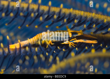 Crinoide gamberetti su un featherstar sotto l'acqua. Foto Stock
