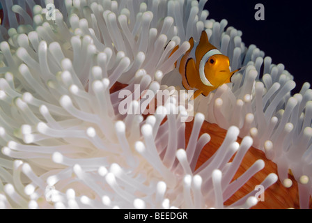 False clown Anemonefish all'interno di un anemone bianca sotto l'acqua. Foto Stock
