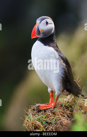 Atlantic Puffin sulle scogliere di Dyrholaey, Islanda Foto Stock