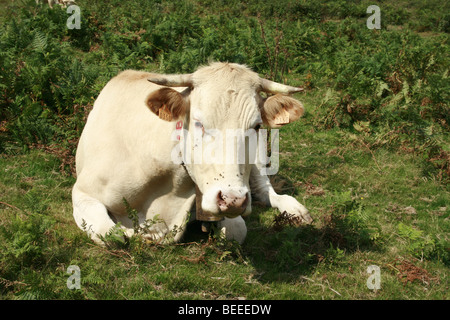 Blonde d'Aquitaine mucca nei Pirenei, Paesi Baschi Foto Stock