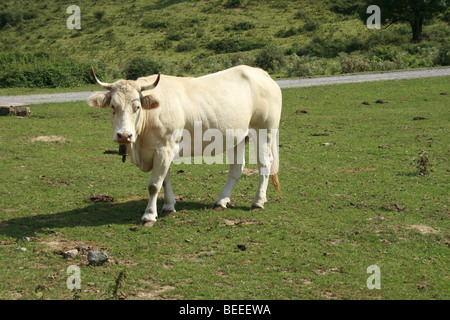 Blonde d'Aquitaine mucca nei Pirenei, Paesi Baschi Foto Stock