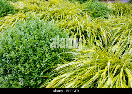 Hakonechloa macra "aureola" AGM con Buxus Foto Stock