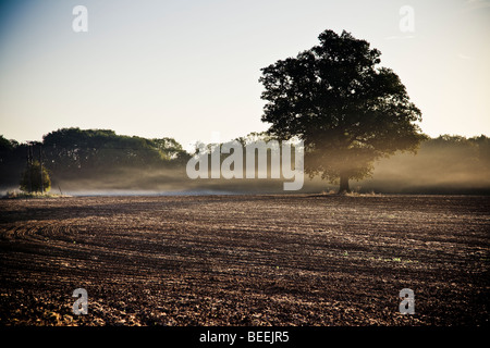 Un vecchio albero a foglie decidue sorge in un campo arato con un sottile strato di mattina nebbia di terra intorno alla base. Foto Stock