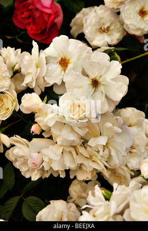 Rosa "La prosperità degli azionisti Hybrid Musk Rose Foto Stock