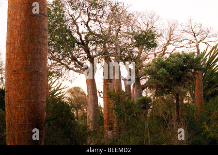 Madagascar - alberi di baobab nella foresta spinosa ad Ifaty vicino a Toliara Foto Stock