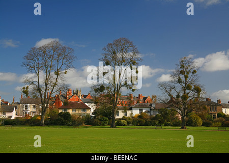 Vischio (Viscum album) cresce su alberi di tiglio (Tilia x europaea) in Vivary Park, Taunton, Somerset, Inghilterra, Regno Unito Foto Stock