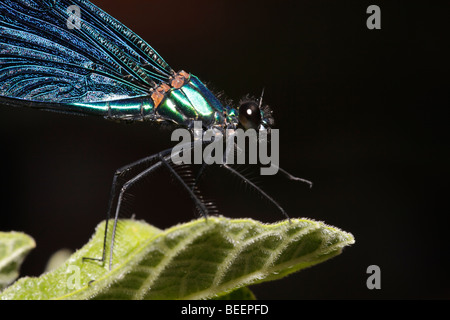 Close up dei maschi di belle demoiselle in Grecia Foto Stock