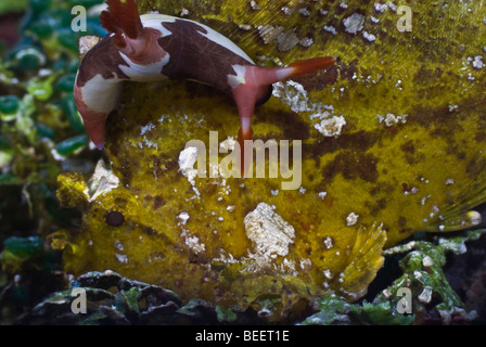 Nudibranch arrampicata su una leaffish sotto l'acqua. Foto Stock