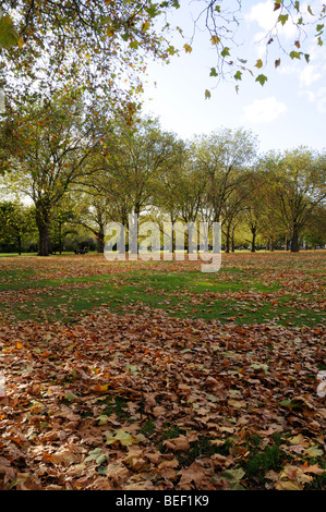 Foglie di autunno e gli alberi dei campi di Highbury Islington Londra Inghilterra REGNO UNITO Foto Stock