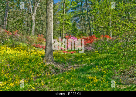 Azalee on Biltmore Estate in Asheville, North Carolina, STATI UNITI D'AMERICA Foto Stock