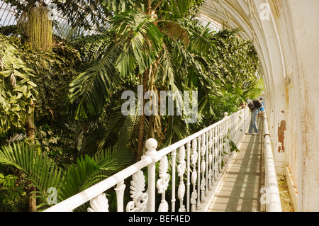 Interno del Palm House di Kew Gardens. Foto Stock