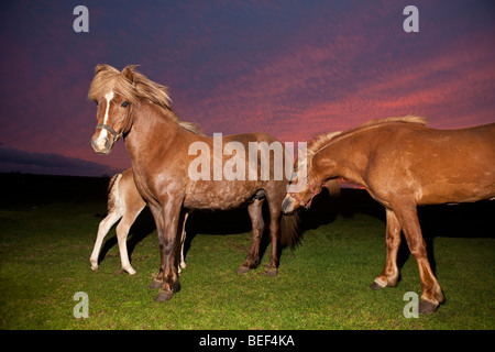 Allevamento di cavalli, Islanda Foto Stock