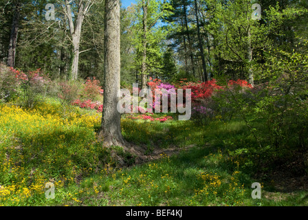 Azalee on Biltmore Estate in Asheville, North Carolina, STATI UNITI D'AMERICA Foto Stock