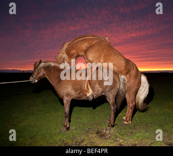 Allevamento di cavalli, Islanda Foto Stock