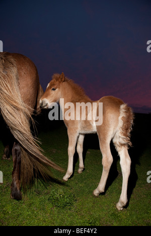 Mare e puledro al tramonto, Islanda Foto Stock