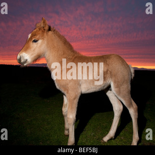 Giovane puledro al tramonto, Islanda Foto Stock