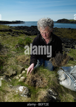 Agricoltore momentaneamente la rimozione di Eider duck le uova dal nido per sostituire le piume verso il basso con il fieno, Western Islanda Foto Stock