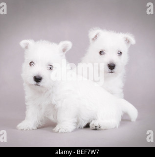 Due West Highland White Terrier cuccioli in verticale sul ritratto grigio Foto Stock