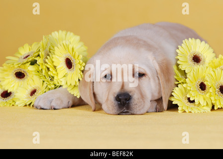 Piccolo giallo labrador retriever cucciolo ritratto con fiori di colore giallo Foto Stock
