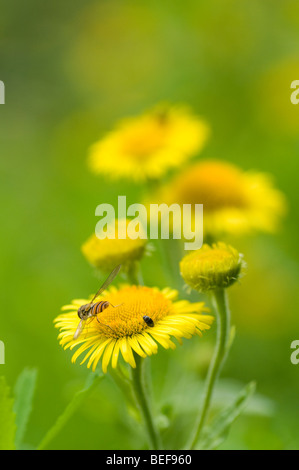 Oxford erba tossica (Senecio squalidus) Foto Stock