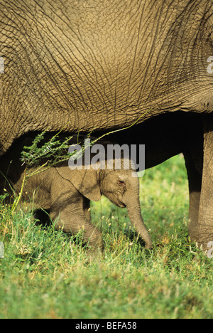 Elefante africano (Loxodonta africana), vitello neonato sotto madre, Serengeti National Park, Tanzania. Foto Stock
