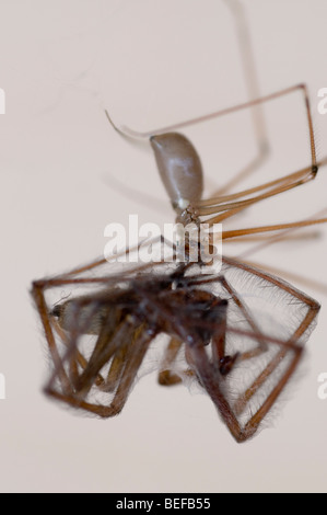 Il Daddy-lungo-gambe spider (pholcus phalangioides) alimentazione sulla casa spider (pholcus domestica) Foto Stock