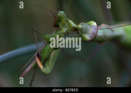 Mantid europea (mantide religiosa) - mangiare un grasshopper - Oregon - USA Foto Stock