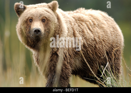 Foto di stock di yearling Bear Cub in una sedge prato. Foto Stock