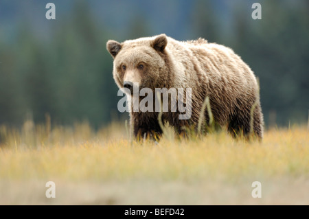 Foto di stock di yearling Bear Cub in una sedge prato. Foto Stock