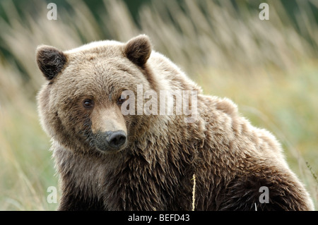 Foto di stock di yearling Bear Cub in una sedge prato. Foto Stock