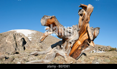 Il moncone di un cono di setole pini a Mt. Evans in Colorado Foto Stock