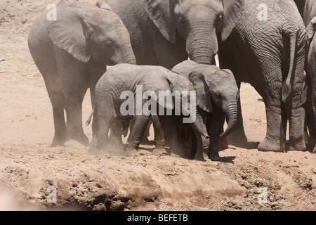 2 simpatico baby elefanti africani giocando, camminare insieme con cautela verso il basso ripida riva del fiume guardato protettivo da matriarca elefante in Masai Mara Kenya Foto Stock