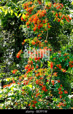 Embothrium coccineum gruppo lanceolatum Foto Stock