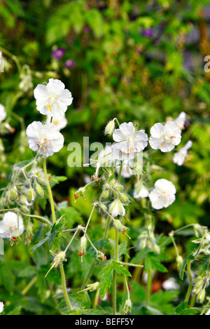 Geranio phaeum 'Album' Foto Stock