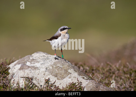 Voce maschile culbianco con anelli colorati per la ricerca Foto Stock