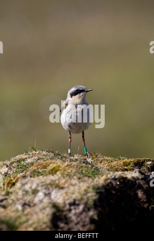 Voce maschile culbianco con anelli colorati per la ricerca Foto Stock