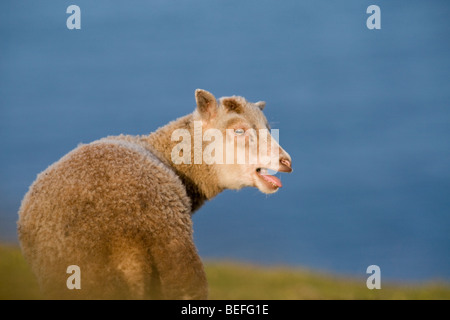 Ram di agnello sul Fair Isle Shetland Foto Stock