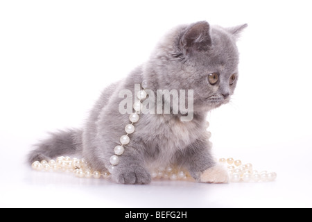 Little kitty con perle su sfondo bianco Foto Stock