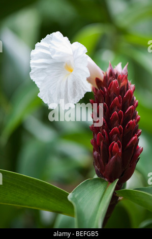 Costo speciosus. Crêpe fiore di zenzero nella campagna indiana. Andhra Pradesh, India. Coltivato in India per i suoi usi medicinali Foto Stock