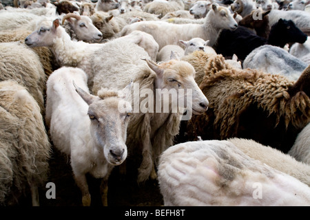 Pecore in penna per il taglio sul Fair Isle Shetland Foto Stock