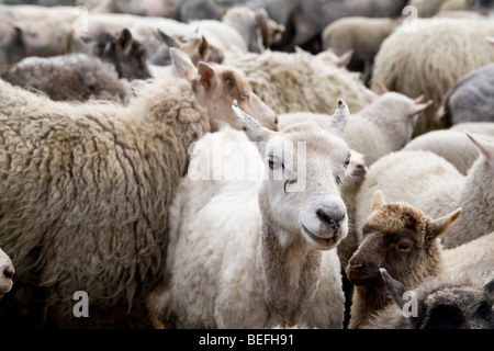 Pecore in penna per il taglio sul Fair Isle Shetland Foto Stock