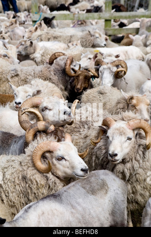 Pecore ed arieti in penna Fair Isle Shetland Foto Stock