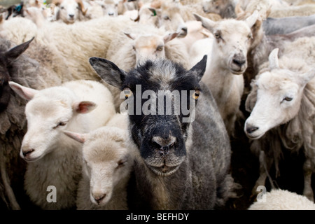 Pecora nera con pecore bianche in penna Fair Isle Shetland Foto Stock