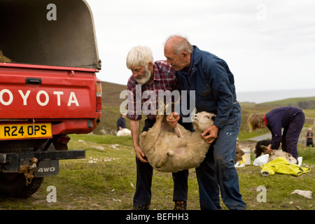 Due uomini che trasportano ram agnello Fair Isle Shetland Foto Stock