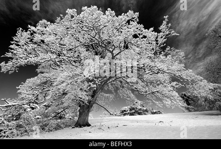 Coperta di neve albero di quercia nella campagna inglese. In bianco e nero con un contrasto elevato rosso filtro applicato Foto Stock