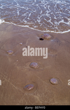 Medusa lavato fino sulla spiaggia a est della Scozia Foto Stock