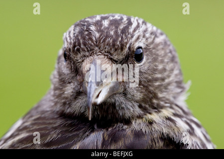 Due prescritte crossbill Loxia leucoptera in mano Fair Isle Shetland Foto Stock