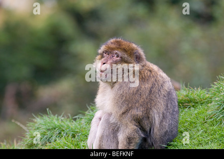Barbary macaque a Monkey Forest a Trentham, Stoke, Regno Unito Foto Stock